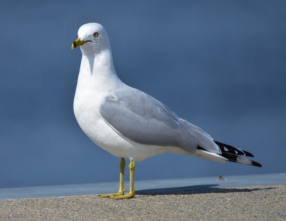 Free ring billed gull, blue background portrait photo, public domain animal CC0 image.