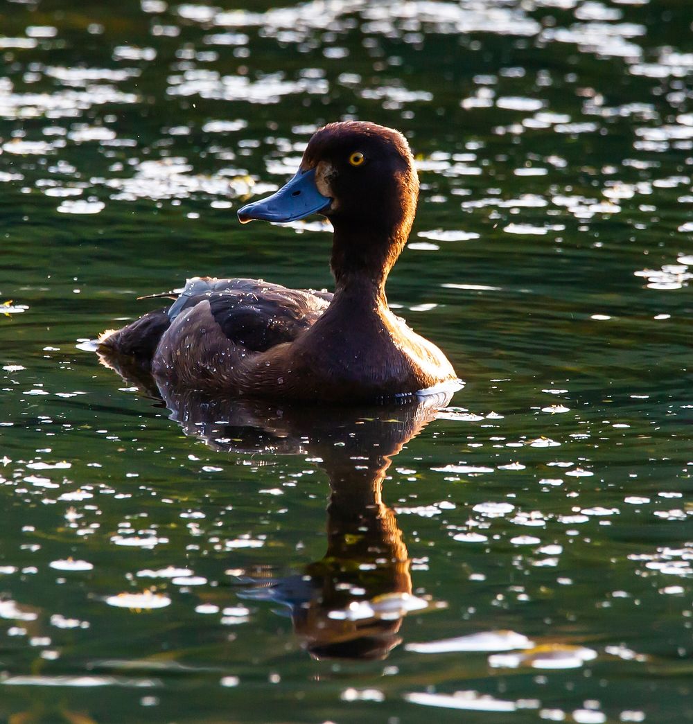 Free close up duck in water image, public domain animal CC0 photo.