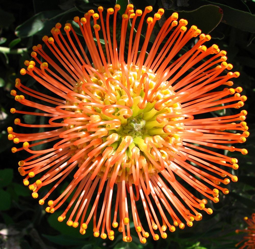 protea