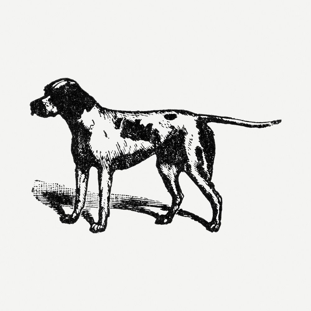 Pointer dog clipart, black ink drawing psd, digitally enhanced from our own original copy of The Open Door to Independence…