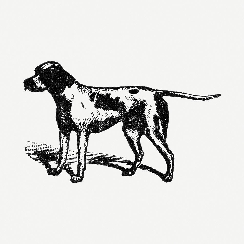 Pointer dog hand drawn illustration, digitally enhanced from our own original copy of The Open Door to Independence (1915)…
