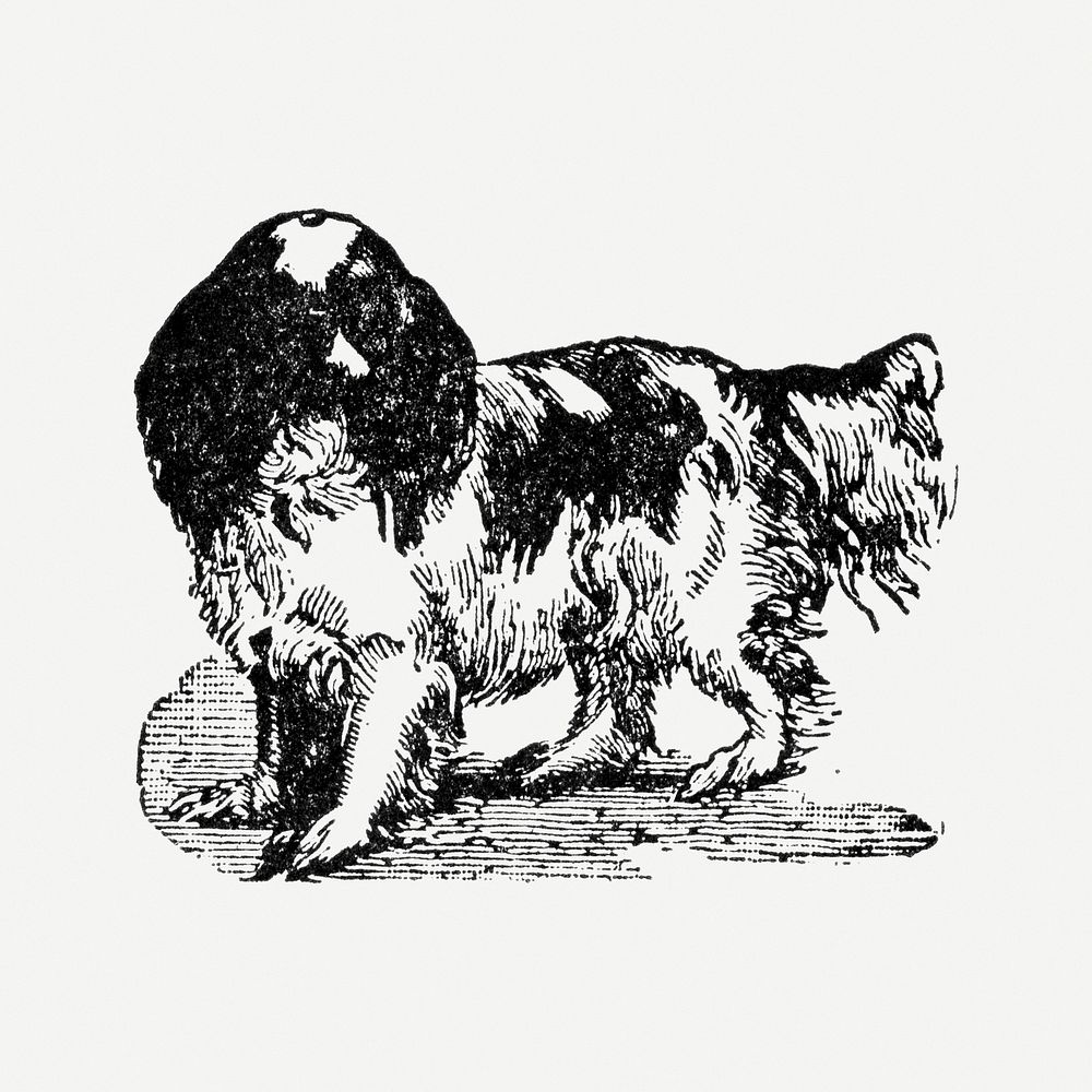 Blenheim dog clipart, black ink drawing psd, digitally enhanced from our own original copy of The Open Door to Independence…