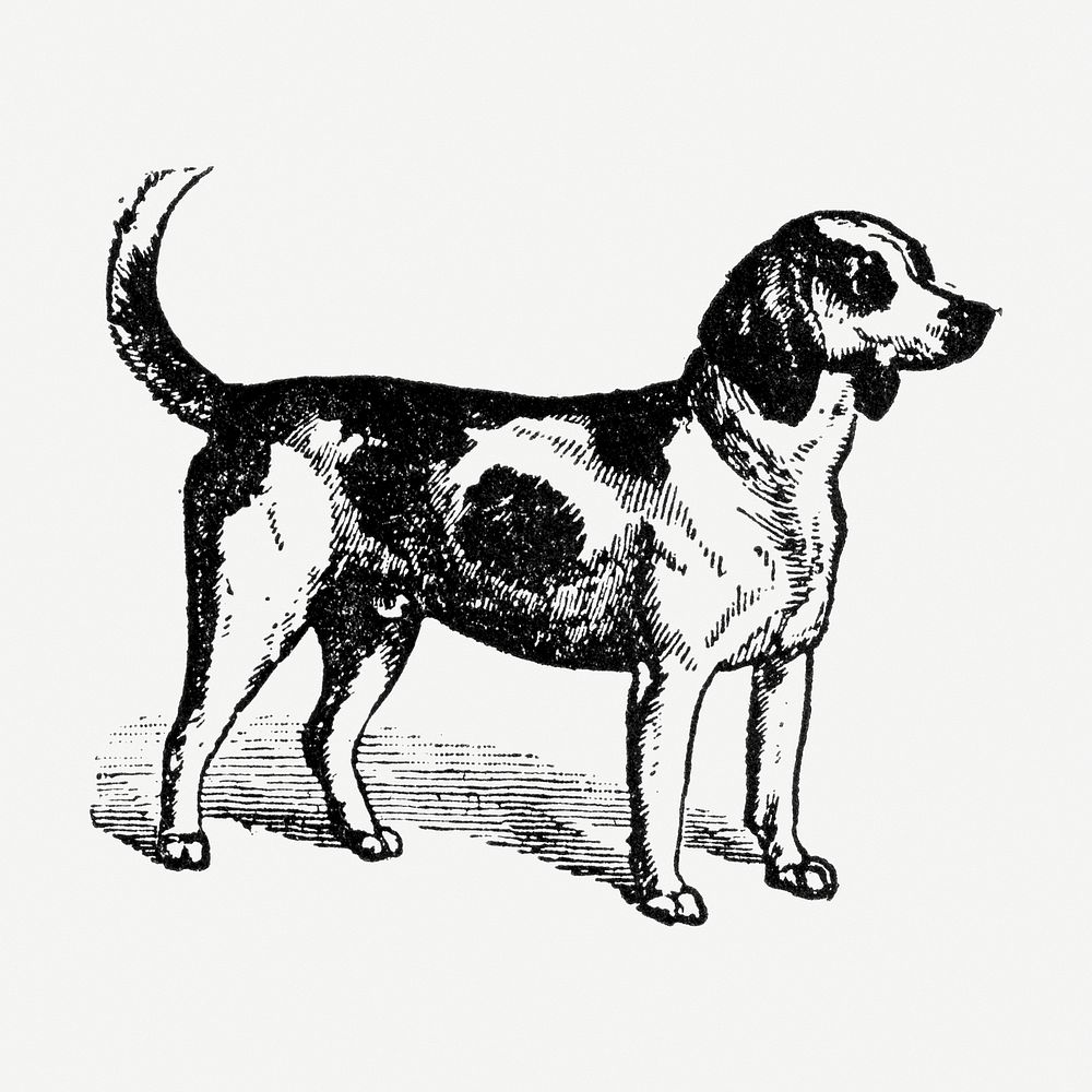 Beagle dog hand drawn illustration, digitally enhanced from our own original copy of The Open Door to Independence (1915) by…