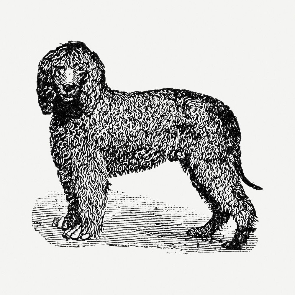 Irish Water Spaniel dog sticker, black ink drawing psd, digitally enhanced from our own original copy of The Open Door to…