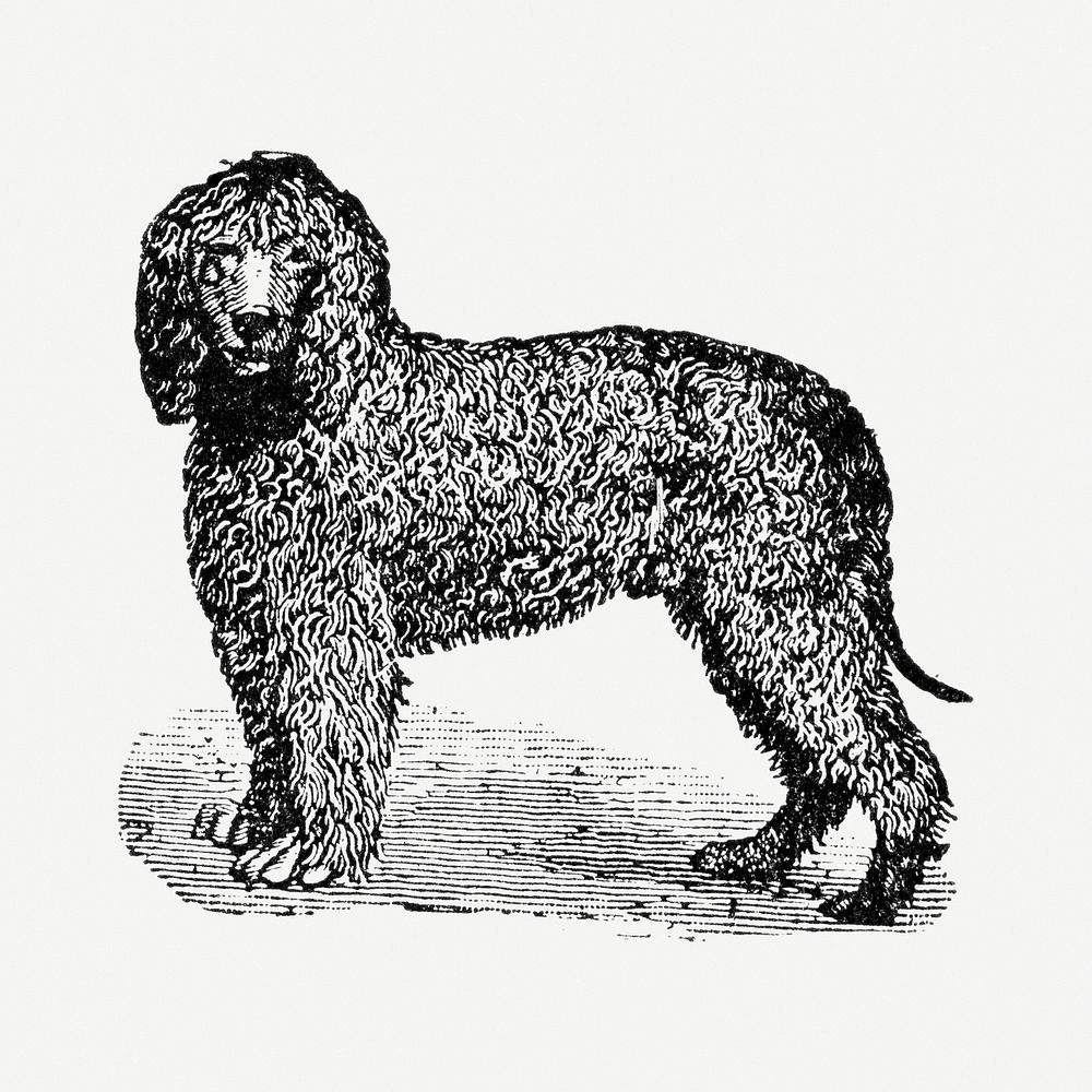 Irish Water Spaniel dog hand drawn illustration, digitally enhanced from our own original copy of The Open Door to…