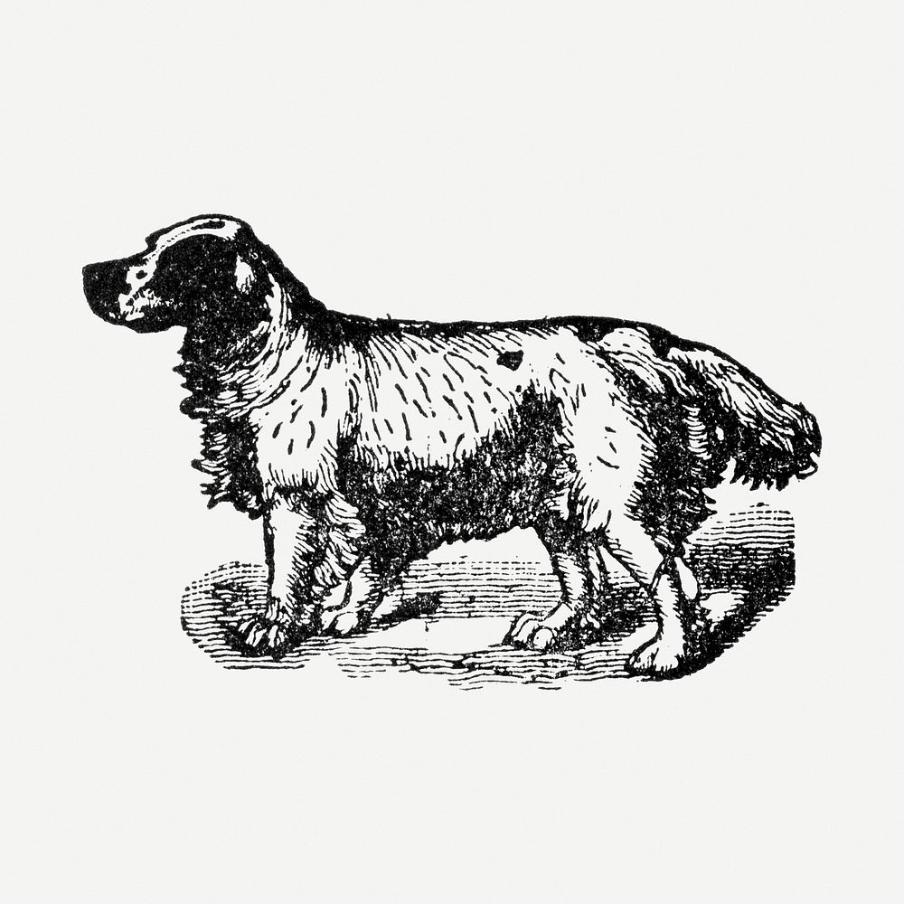 Clumber Spaniel dog clipart, black ink drawing psd, digitally enhanced from our own original copy of The Open Door to…