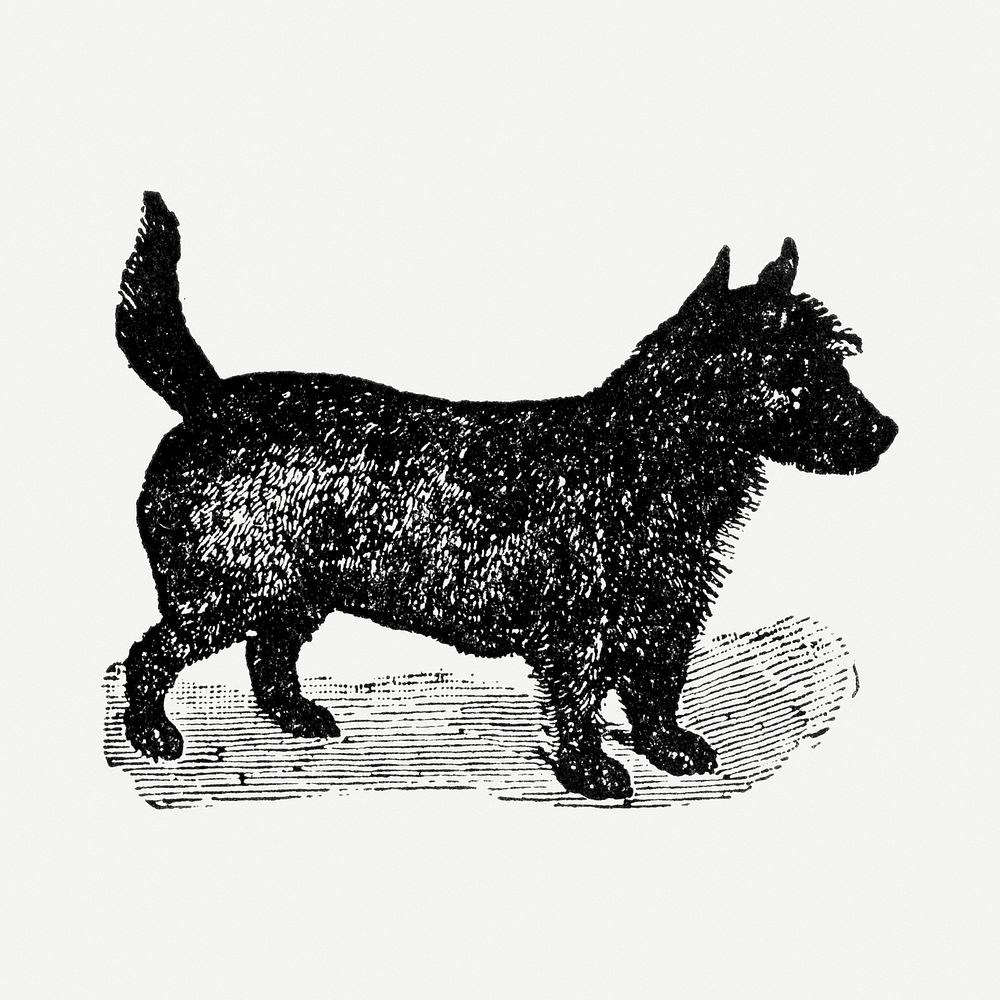 Scotch Terrier dog clipart, black ink drawing psd, digitally enhanced from our own original copy of The Open Door to…