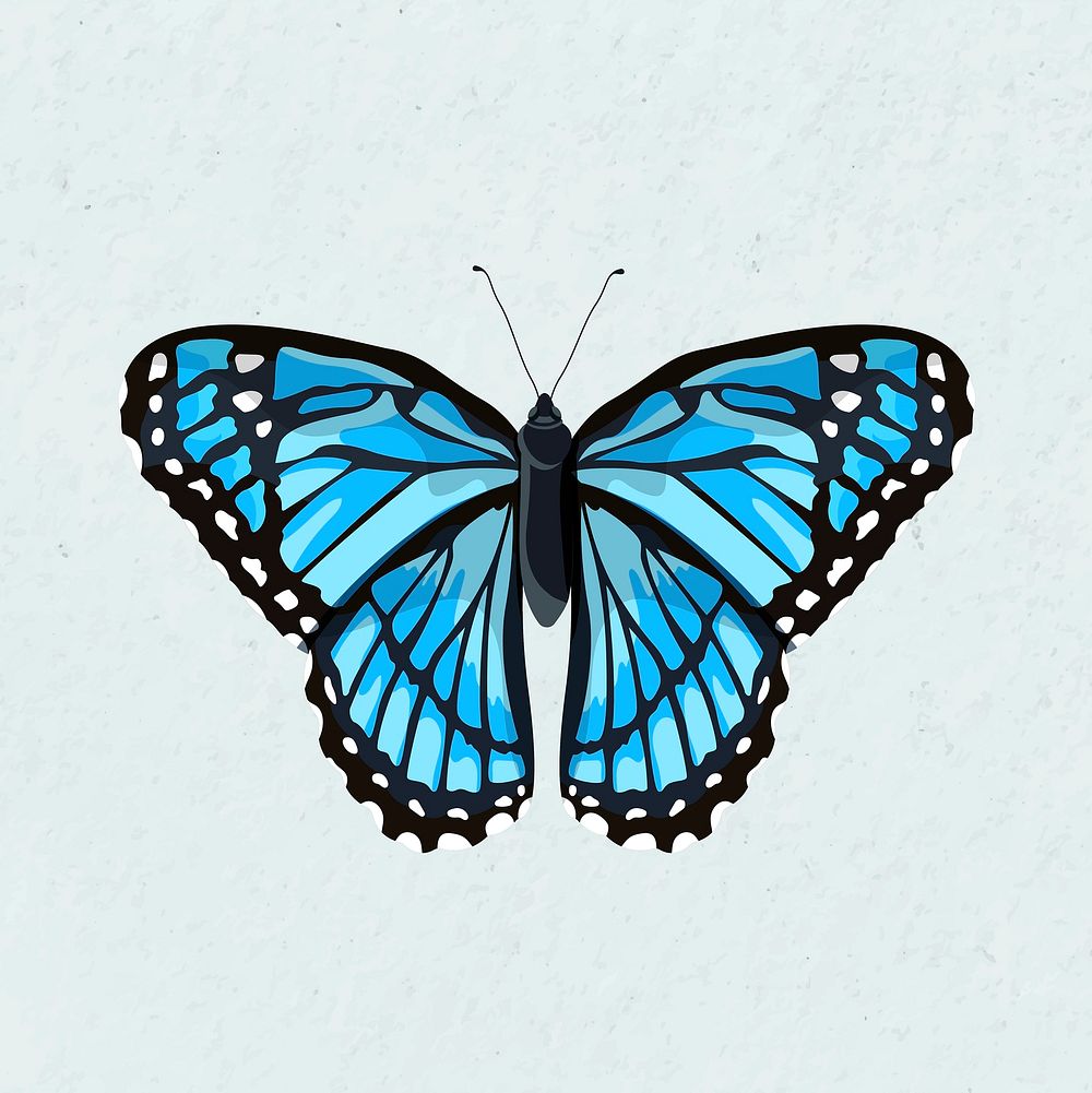 Blue Morpho butterfly watercolor illustration