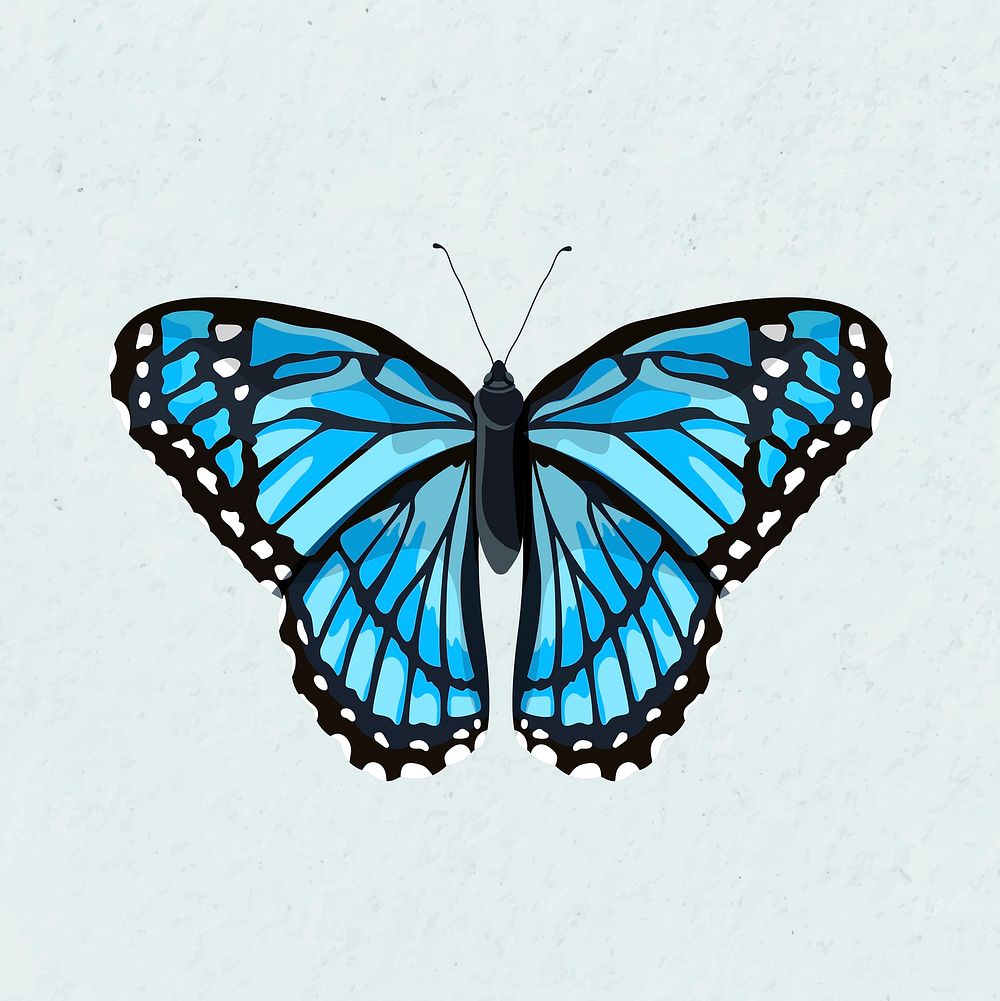 Blue Morpho butterfly watercolor illustration vector
