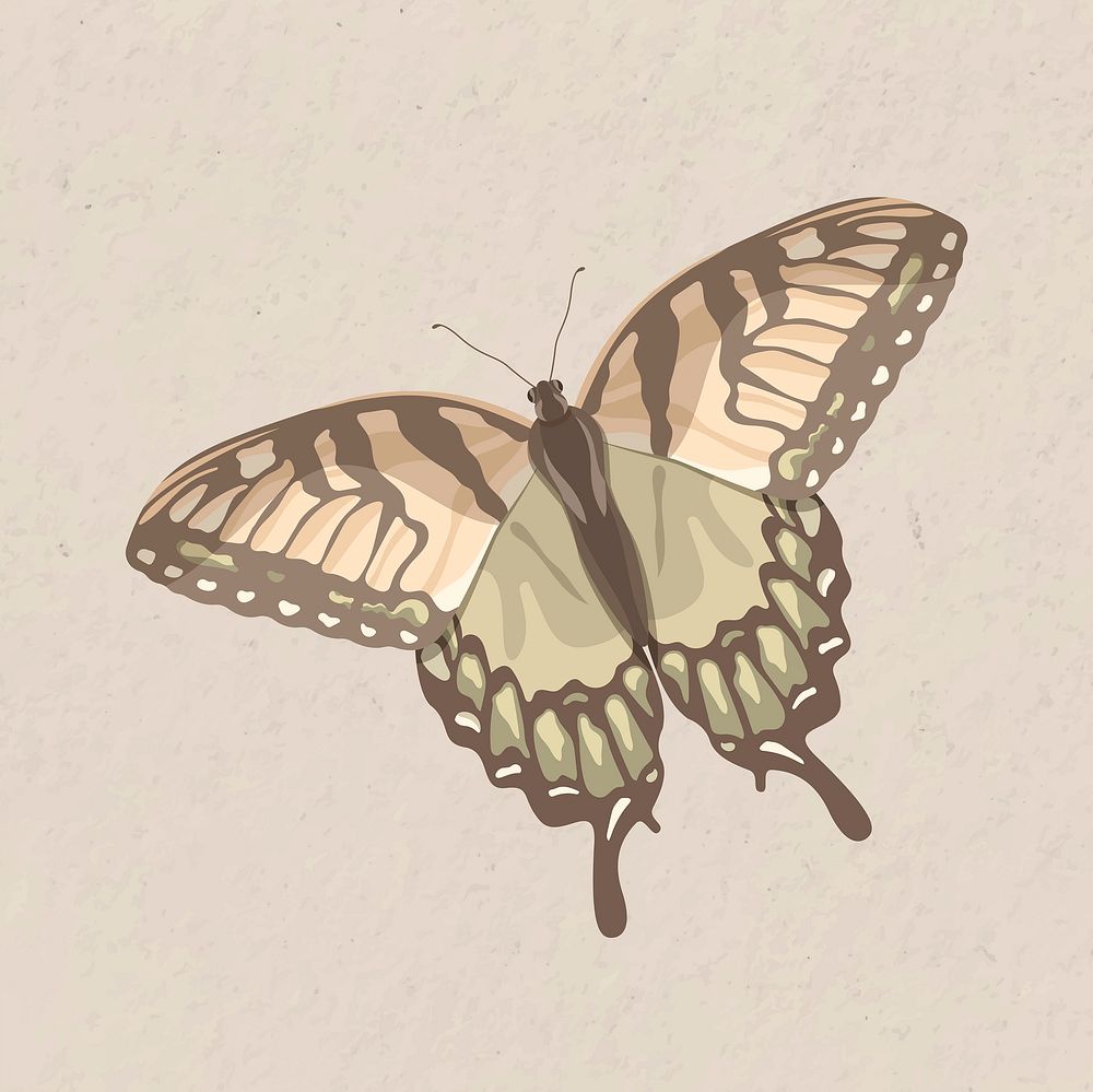 Earth tone butterfly, aesthetic watercolor illustration
