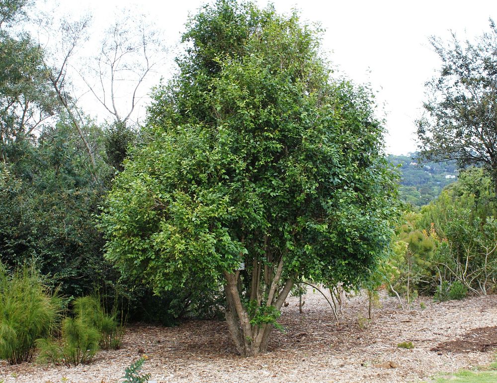 Halleria lucida Tree. The Tree Fuchsia. Free public domain CC0 photo.