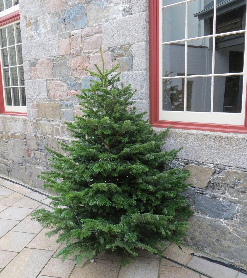 Empty Christmas tree on street. Free public domain CC0 photo.