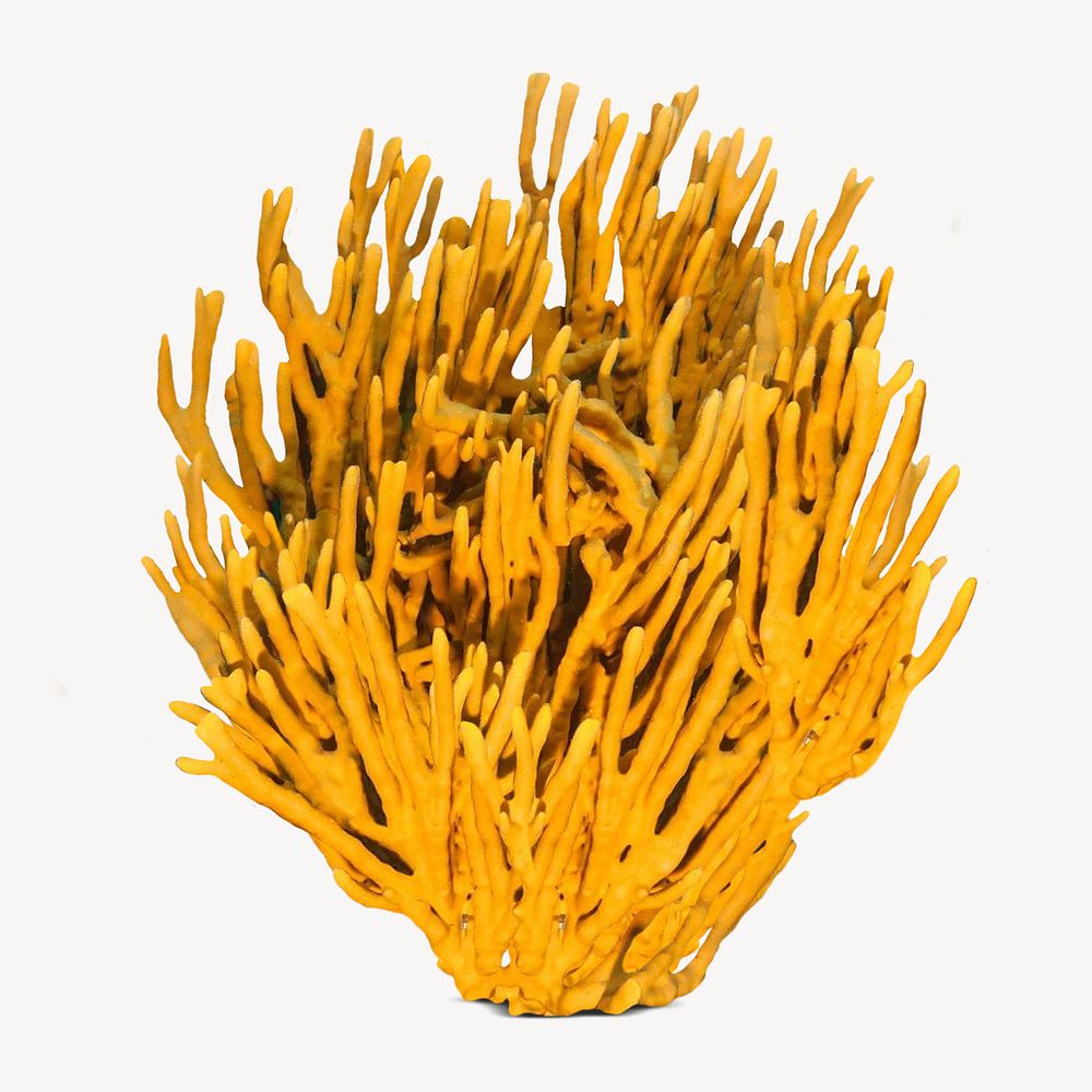 Yellow sea coral sticker, marine life image psd