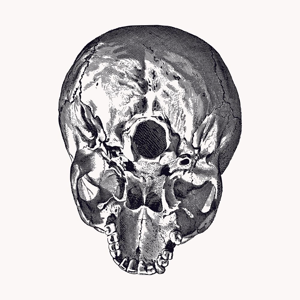 Human skull clipart, medical vintage illustration vector. Free public domain CC0 image.