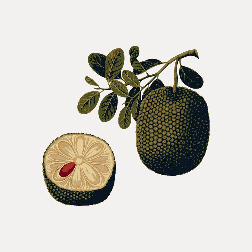 Jackfruit clipart, fruit illustration vector. Free public domain CC0 image.