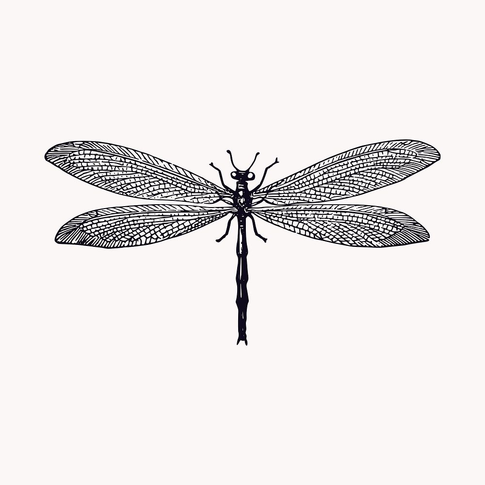 Dragonfly insect illustration clipart vector. Free public domain CC0 image