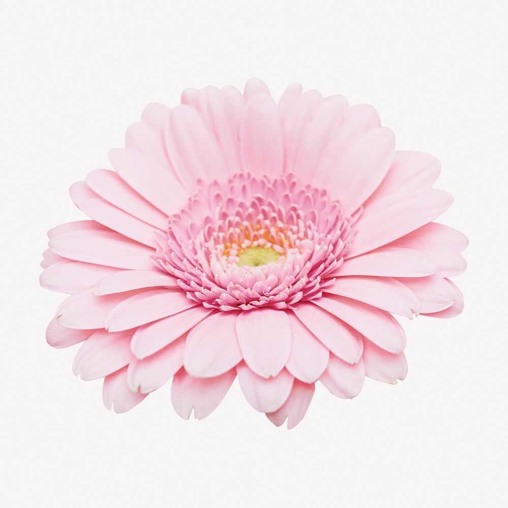 Pink daisy collage element, aesthetic flower psd