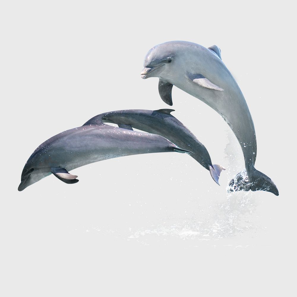 Jumping dolphins sticker, sea animal image psd