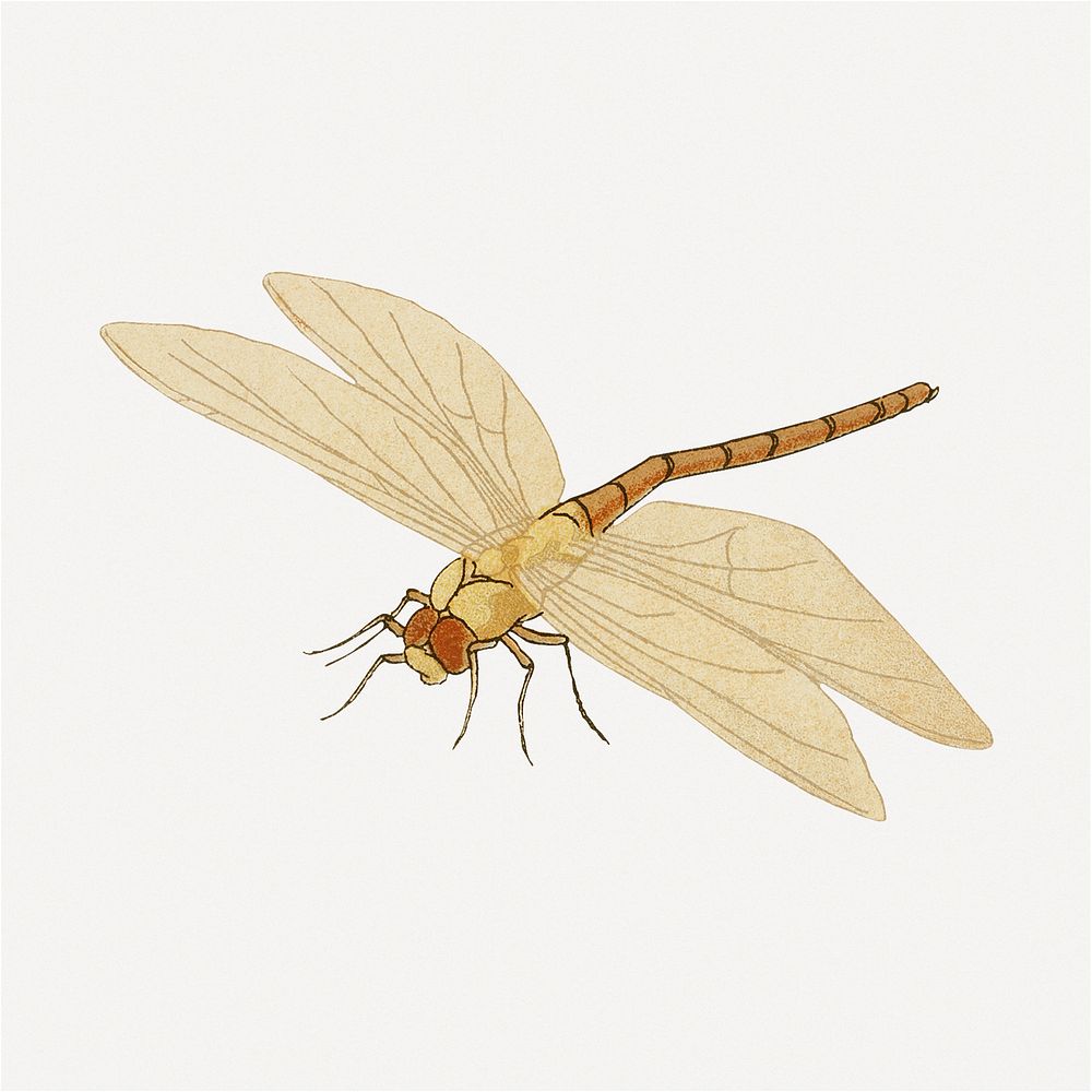 Vintage dragonfly, insect, aesthetic decoration