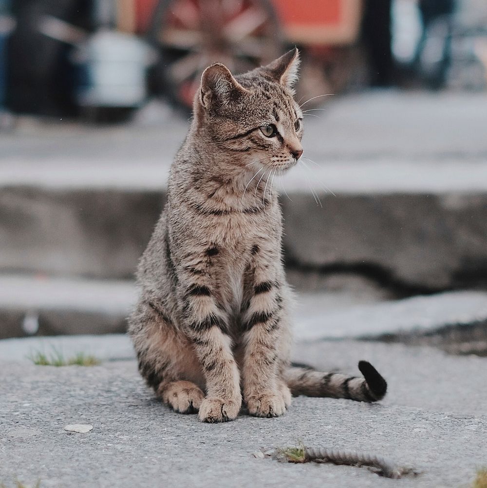 Domestic cat sitting on sidewalk with people walking in background, New York, Teksas, Birleşik Devletler. Original public…