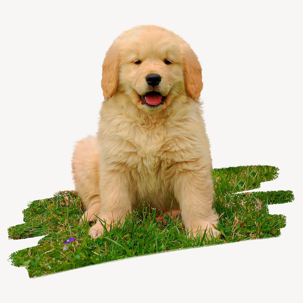 Golden Retriever puppy sticker, animal photo on white background