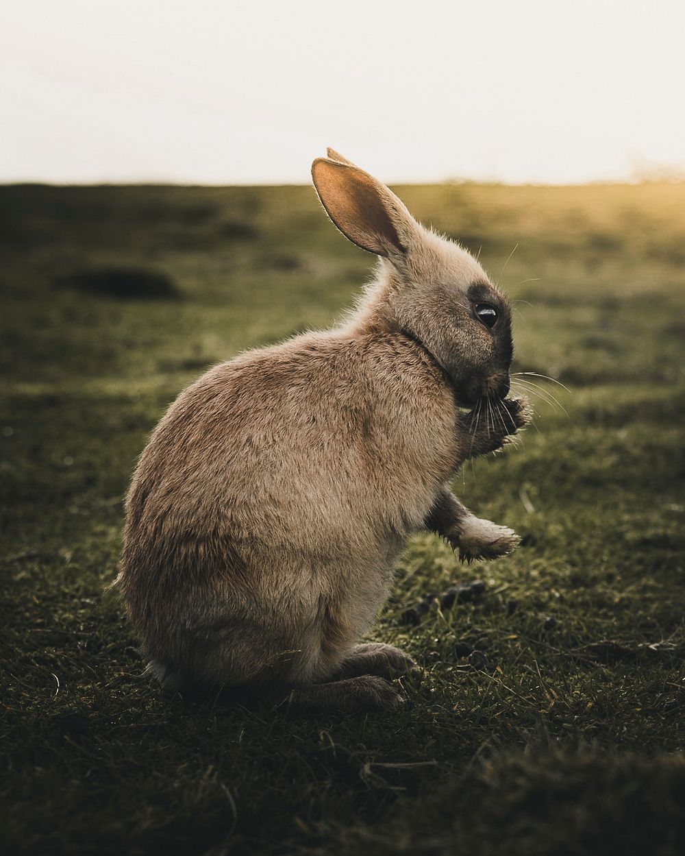 Wild rabbit in the morning at Reykjavik, Iceland
