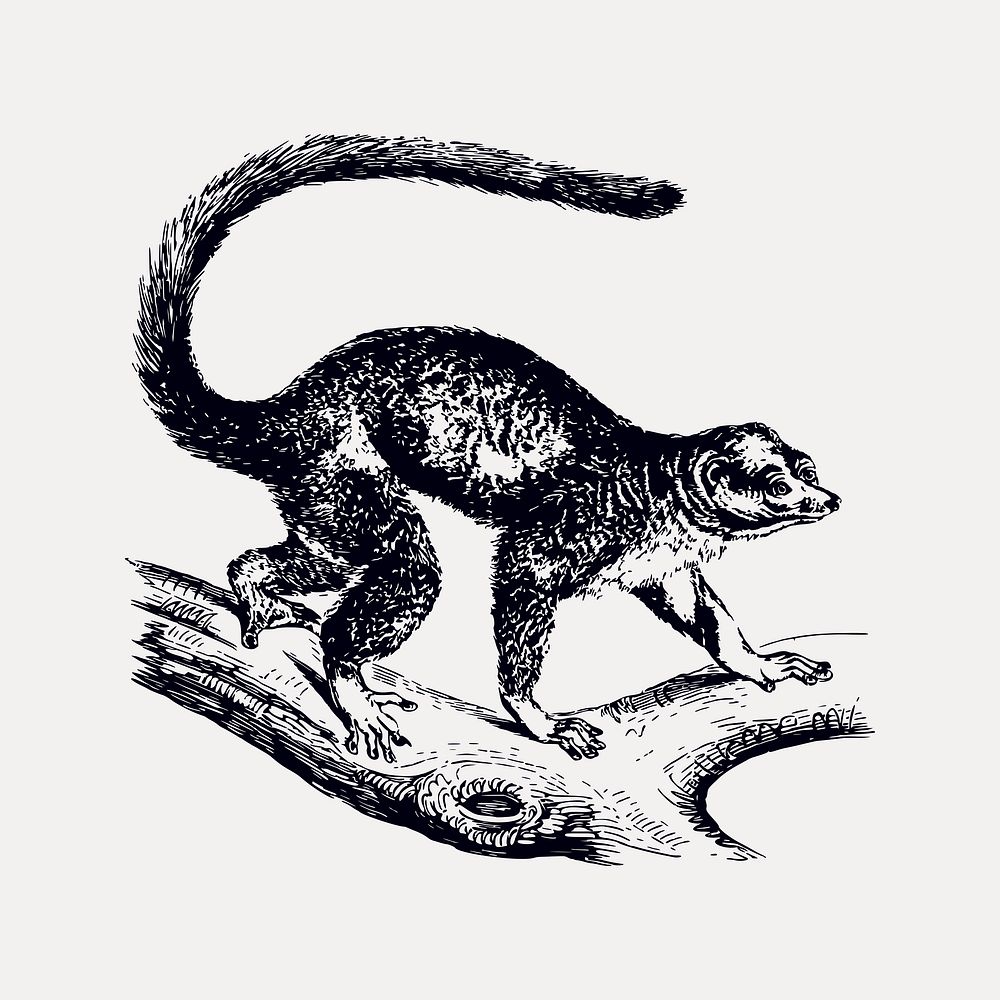 Mongoose lemur drawing, vintage animal illustration vector. Free public domain CC0 image.