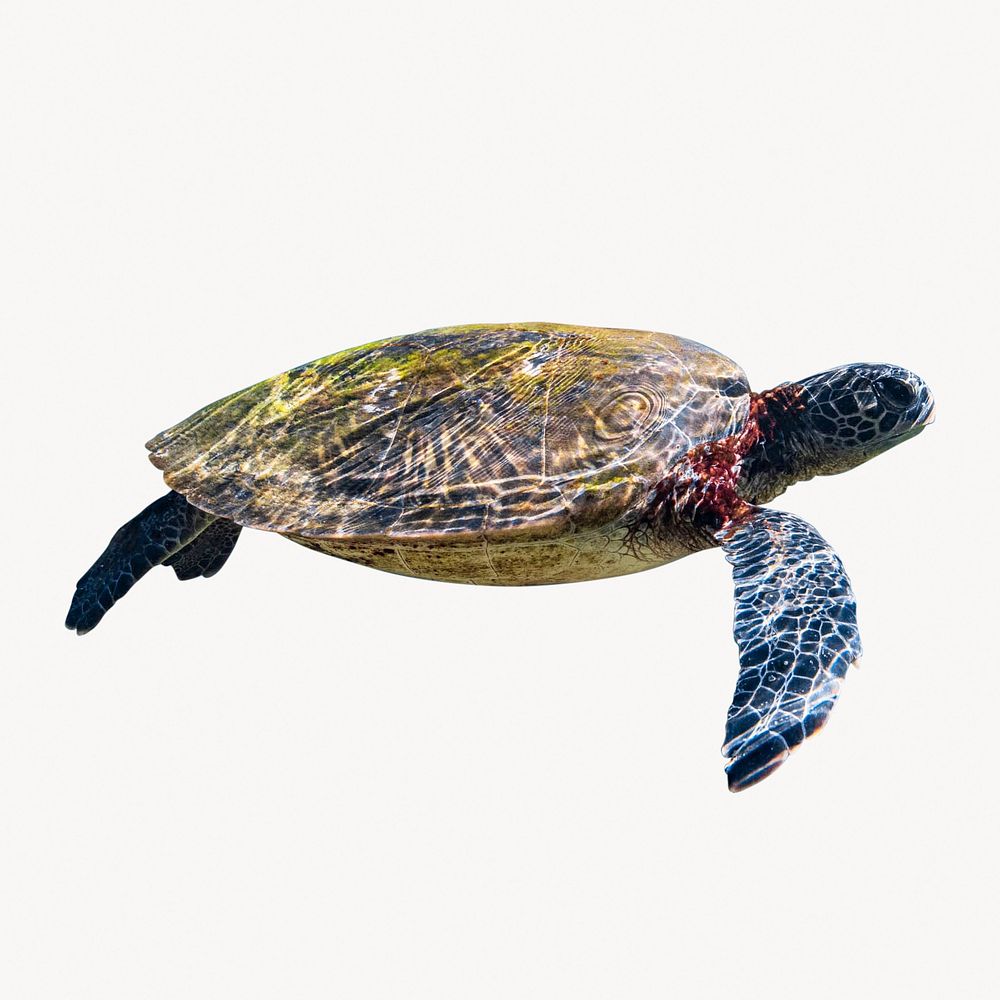 Sea turtle, cut out animal | Free Photo - rawpixel