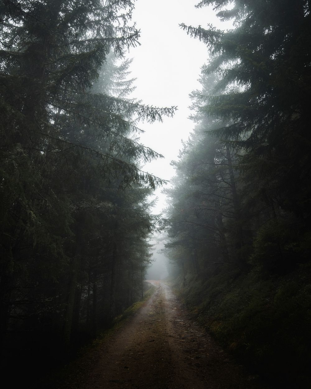 Pathway through misty woods towards the Dolomites