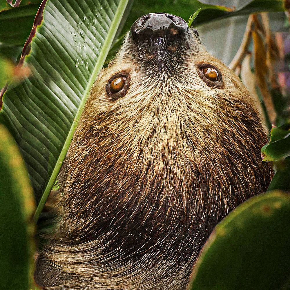 Two-toed Sloth (2018) by Stan Bysshe. Original from Smithsonian's National Zoo. Digitally enhanced by rawpixel.