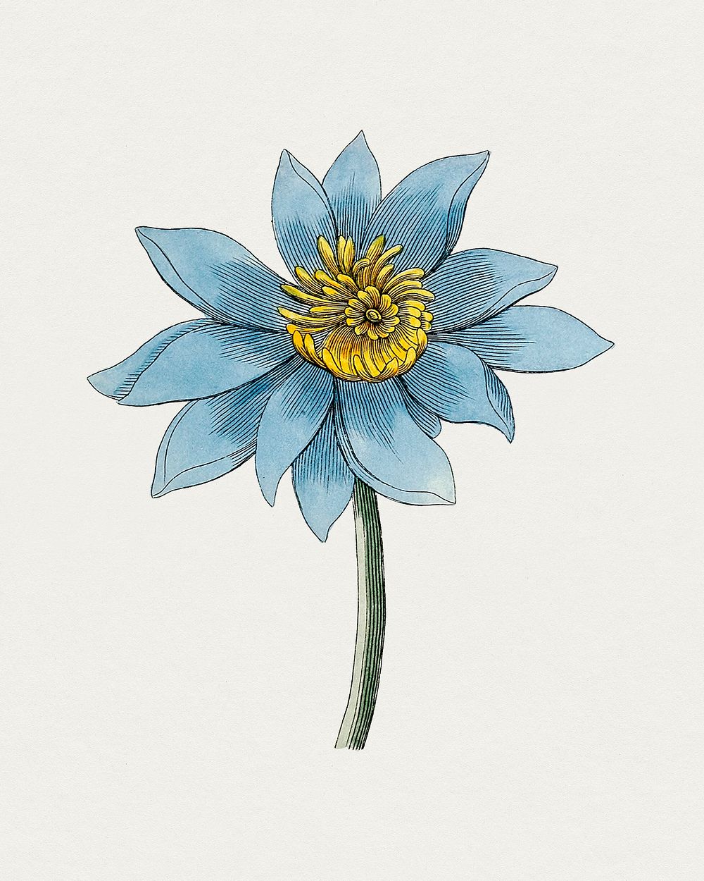 Hand drawn blue lotus. Original from Biodiversity Heritage Library. Digitally enhanced by rawpixel.