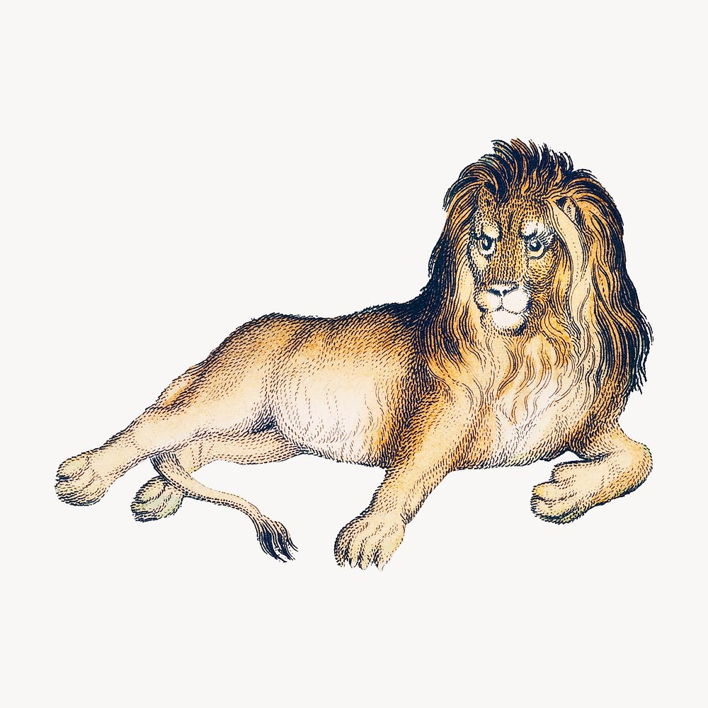 Lion, wildlife vintage illustration