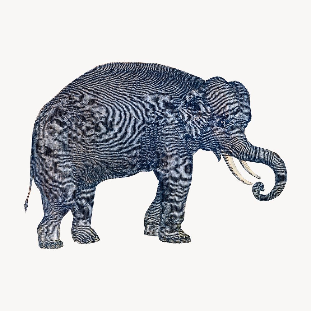 Elephant, wild animal vintage illustration
