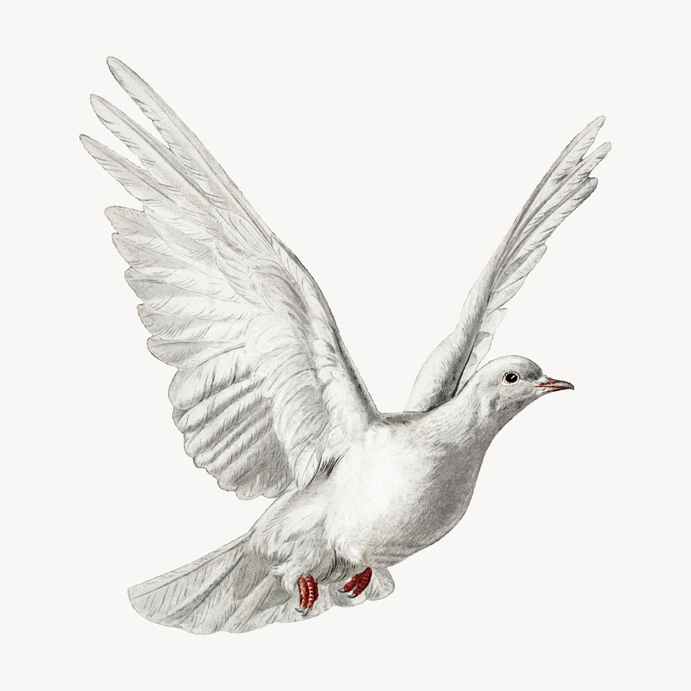 Dove, white bird vintage illustration