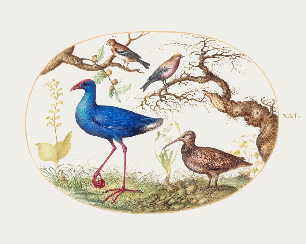 Swamp hen and woodcock with two finches (1575&ndash;1580) painting in high resolution by Joris Hoefnagel. Original from The…