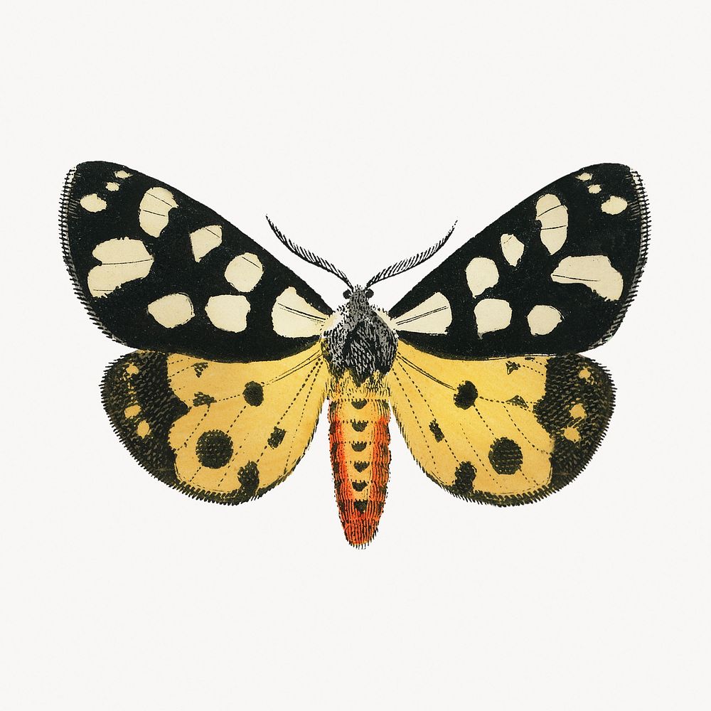 Butterfly illustration, vintage insect graphic