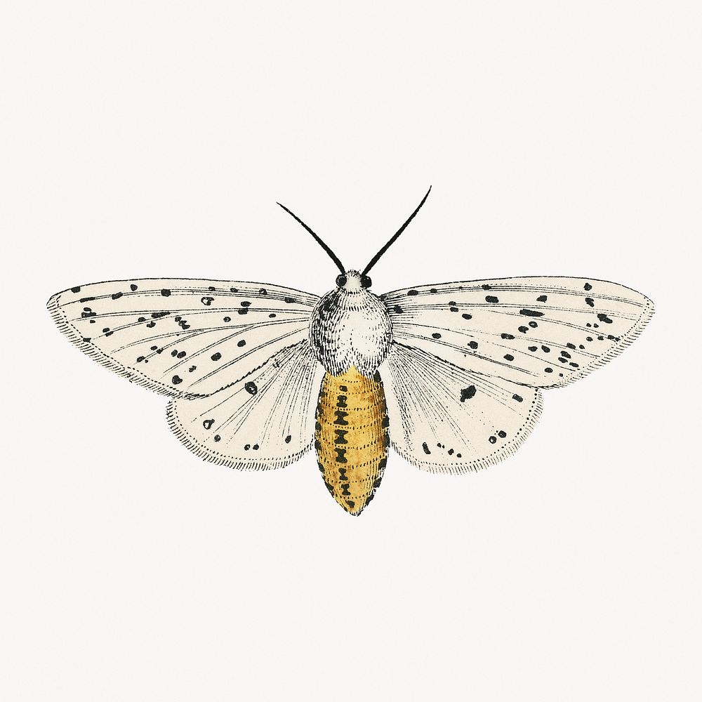 Butterfly illustration, vintage insect illustration