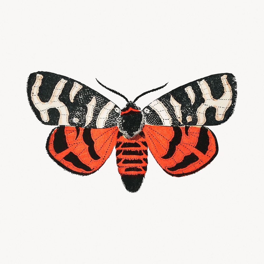Butterfly illustration, vintage insect graphic