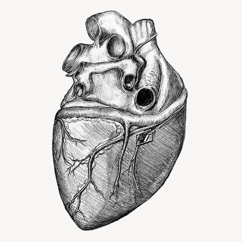 Realistic heart sticker, medical illustration psd