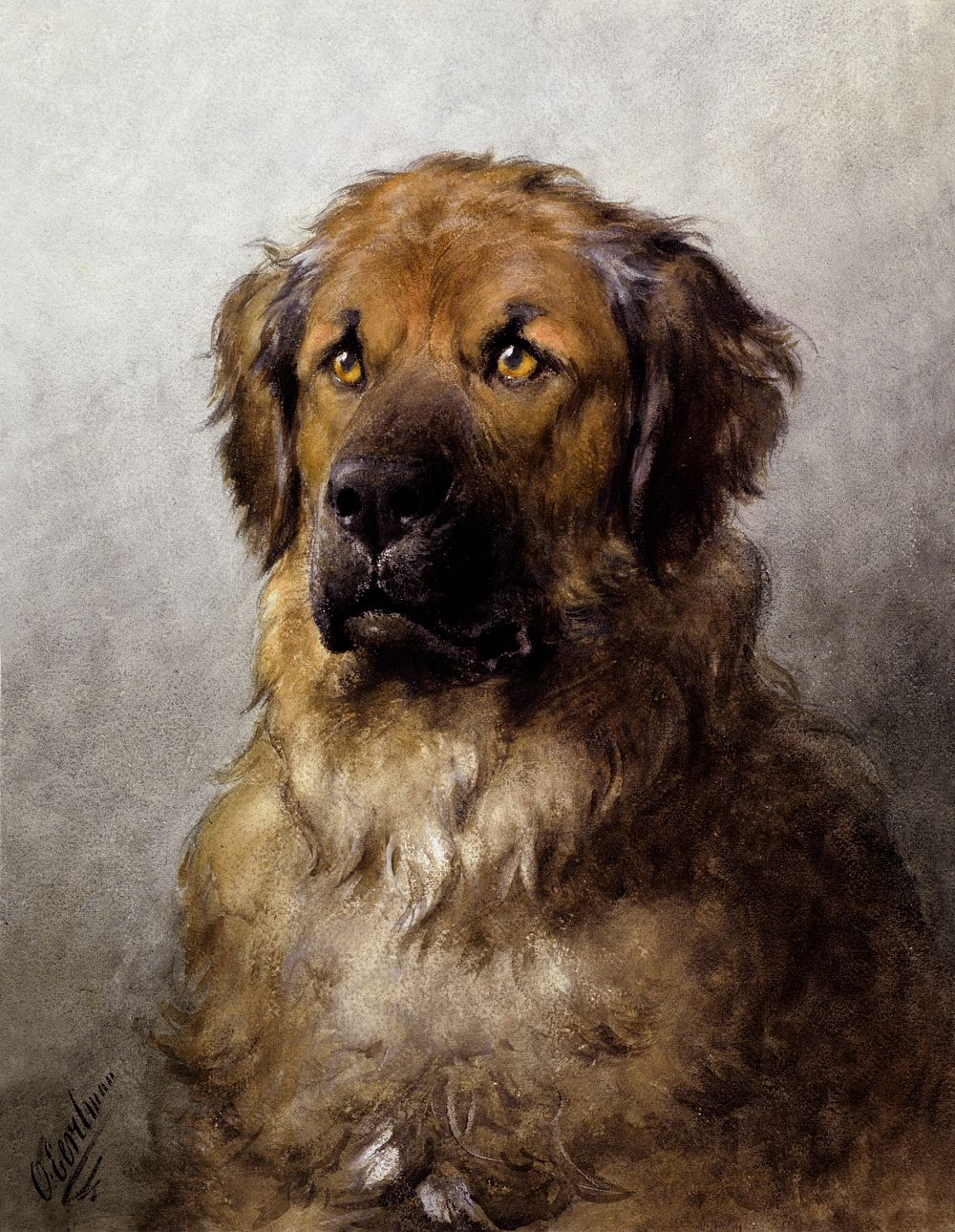Head of a Leonberger (c.1880&ndash;c.1892) drawing in high resolution by Otto Eerelman. Original from The Rijksmuseum.…