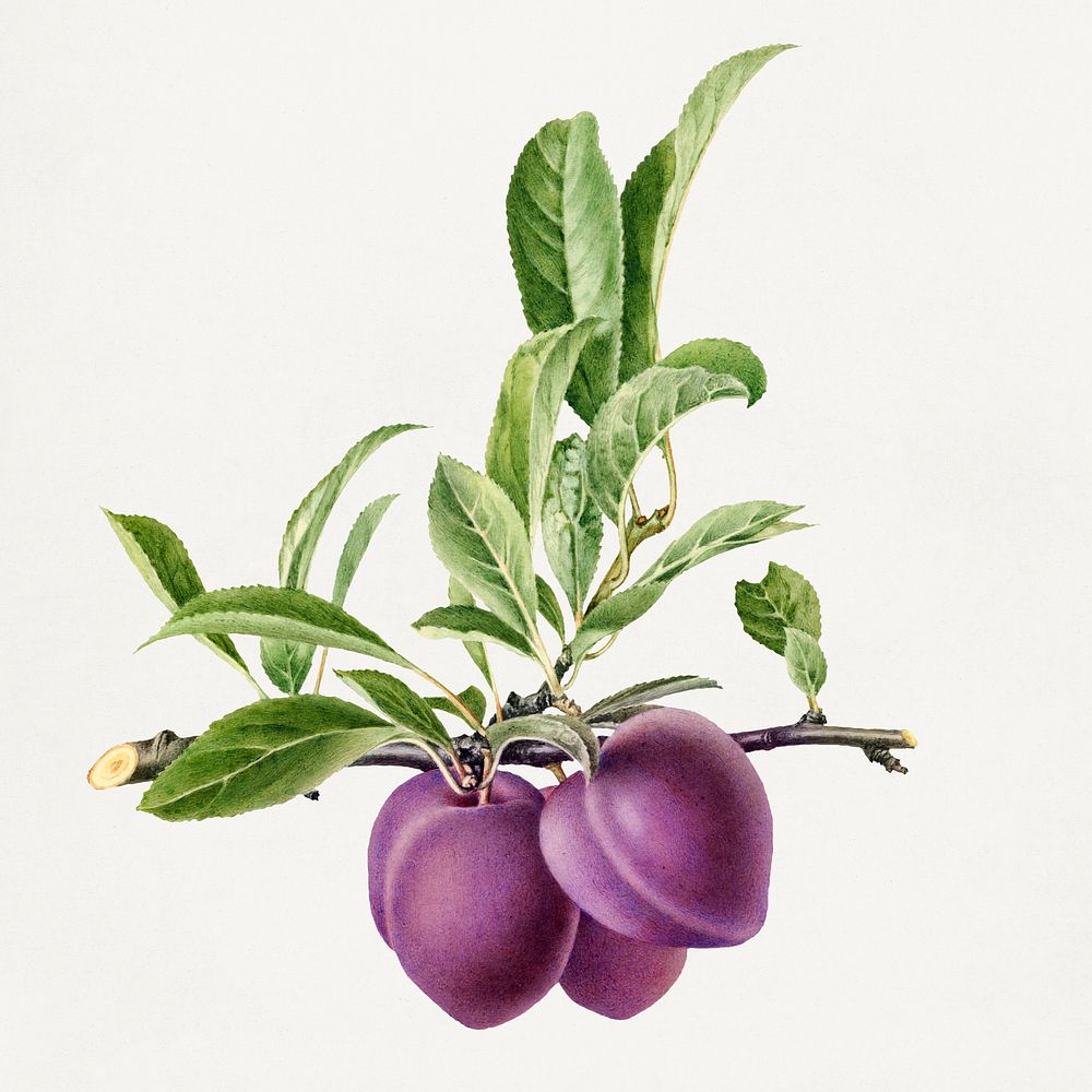 Delicious purple plum in a branch illustration. Digitally enhanced illustration from U.S. Department of Agriculture…