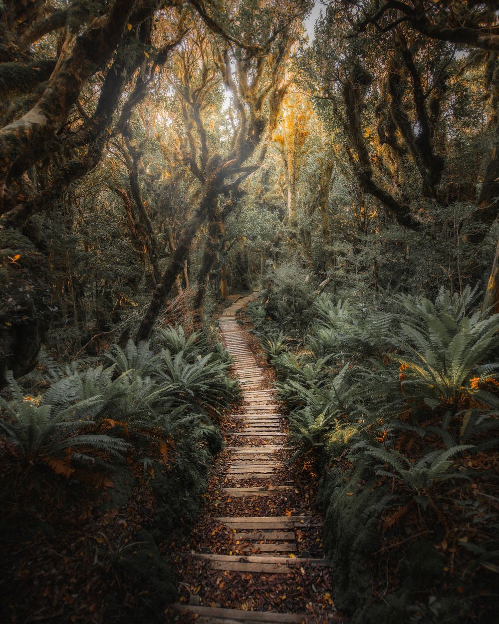 Pathway in New Zealand tropical jungle