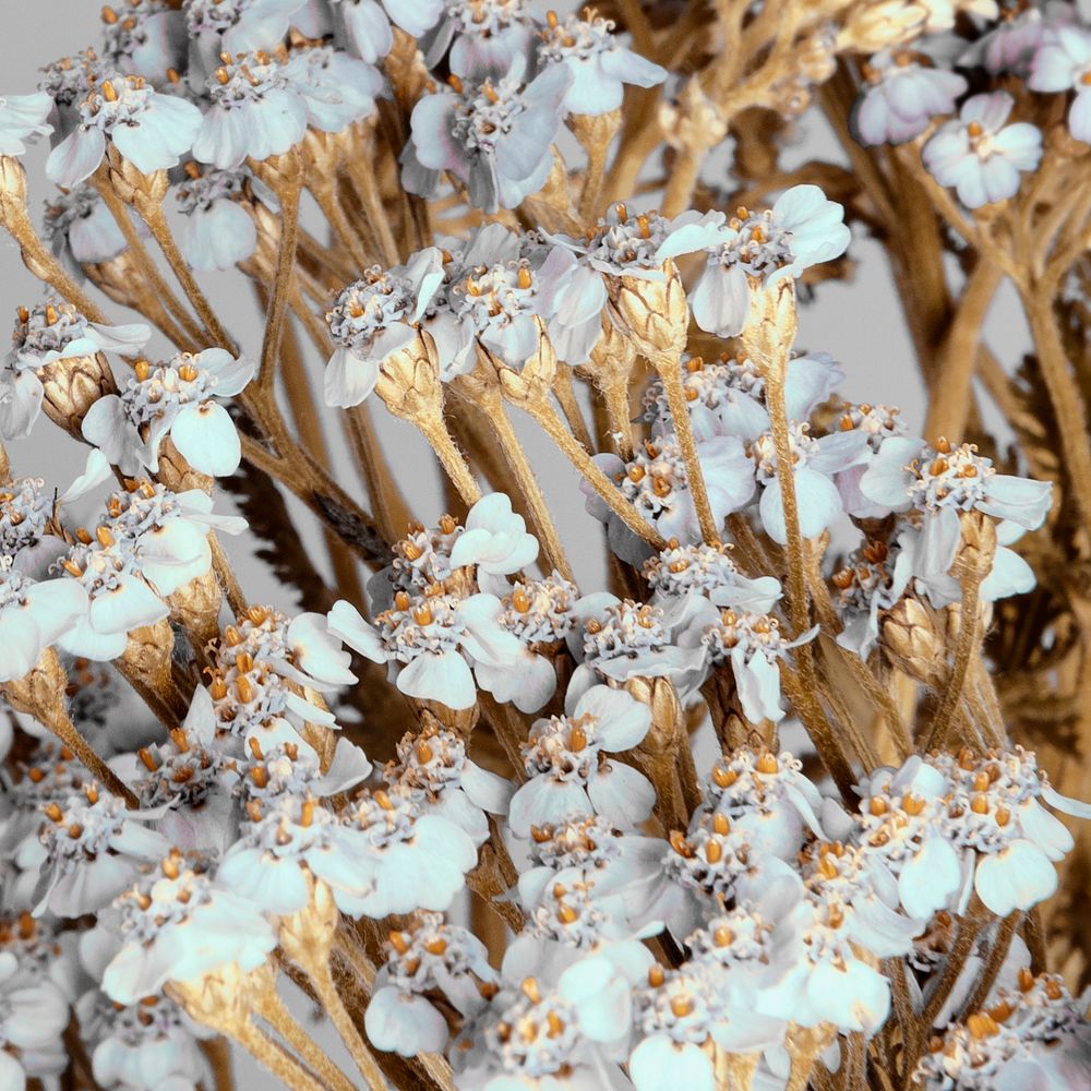 Dry white yarrow flowers