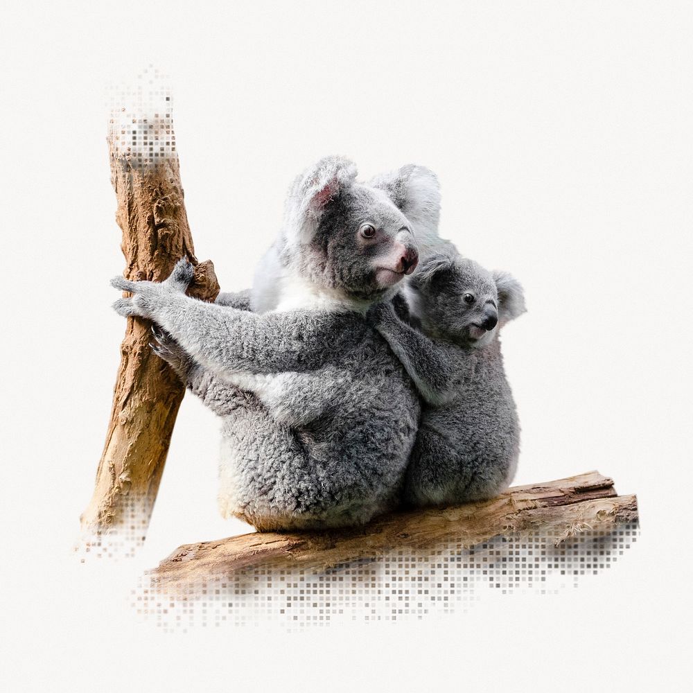 Koala bears, animal photo on white background