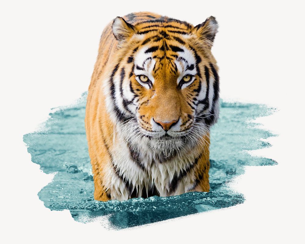 Tiger in water sticker, animal photo on white background