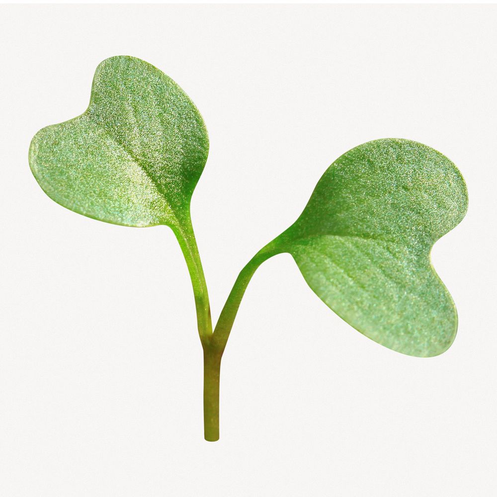 Growing sprout image on white background