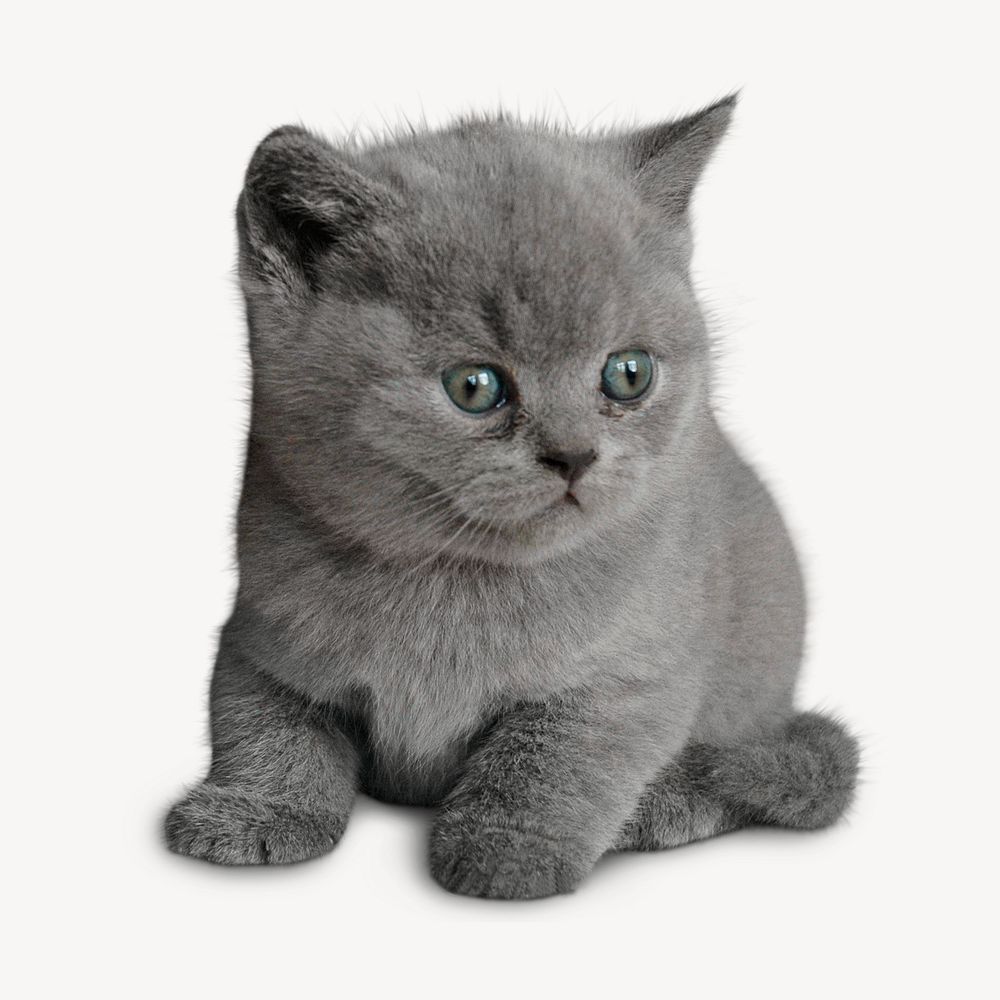 British short hair kitten sticker, animal photo on white background