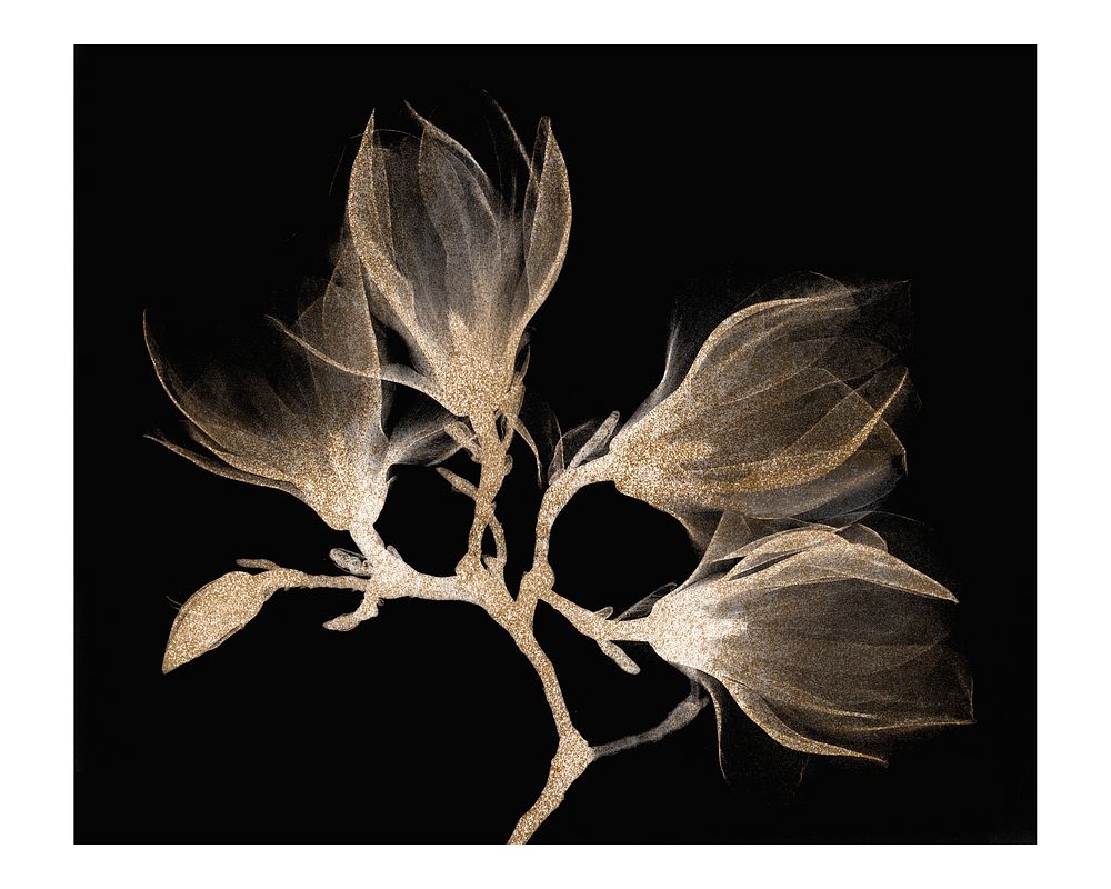 Vintage magnolia branch with four flowers wall art print and poster design remix from original artwork.