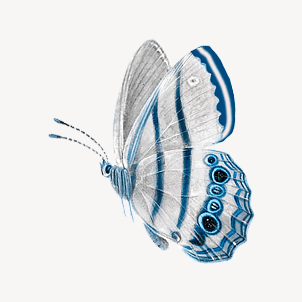 Aesthetic butterfly, insect, animal illustration psd