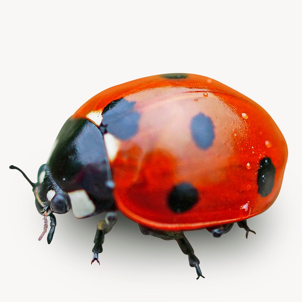 Red Ladybug isolated, animal design